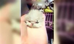 呆妹娱乐吃瓜视频大全免费观看,免费畅享吃瓜盛宴，笑料横生视频大全